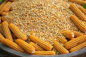 Corn and Grains